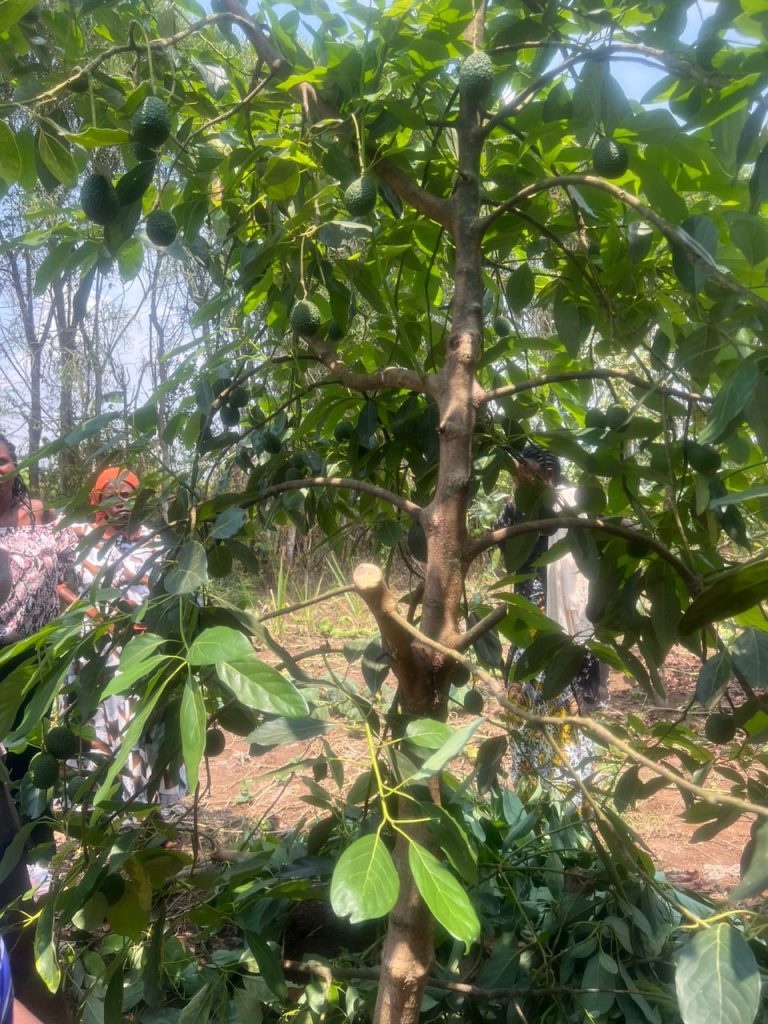 WhatsApp Image 2024-08-15 at 11.39.38_619802f7